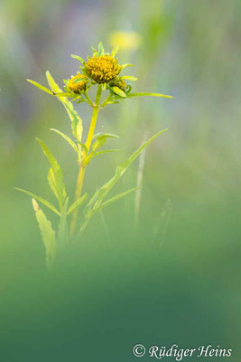 Bidens radiata (Strahliger Zweizahn), 30.8.2025