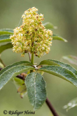 Sambucus nigra (Schwarzer Holunder), 19.5.2021