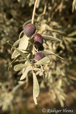 Olea europaea (Olive), 17.10.2018