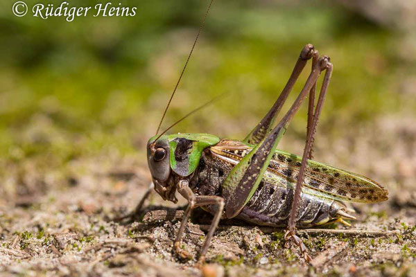 Decticus verrucivorus (Warzenbeißer) Männchen, 10.8.2023