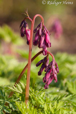 Dicentra eximia, Zwerg-Herzblume