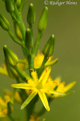 Narthecium ossifragum (Moorlilie, Beinbrech), 17.7.2019