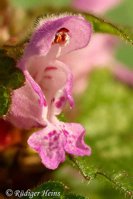 Lamium purpureum (Purpurrote Taubnessel), 17.2.2019 (Stack aus 6 Einzelfotos)