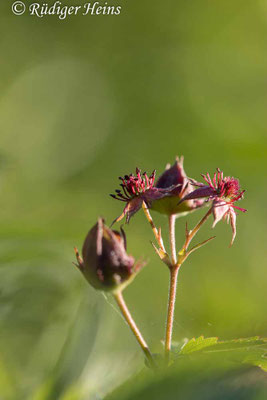 Comarum palustre (Sumpf-Blutauge)