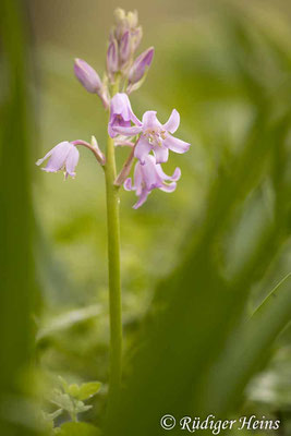 Hyacinthoides non-scripta (Atlantisches Hasenglöckchen), 26.4.2023