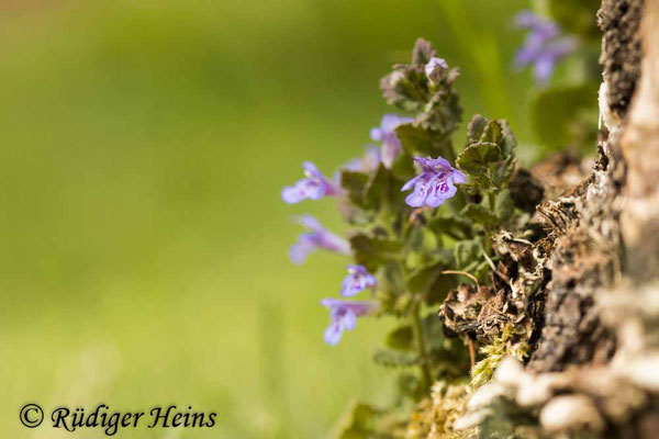 Glechoma hederacea (Gundermann), 7.5.2022