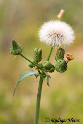 Sonchus oleraceus (Kohl-Gänsedistel), 7.9.2019