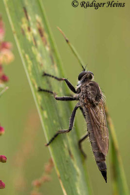 Neoepitriptus arthriticus (Seiden-Raubfliege) Weibchen, 6.7.2021