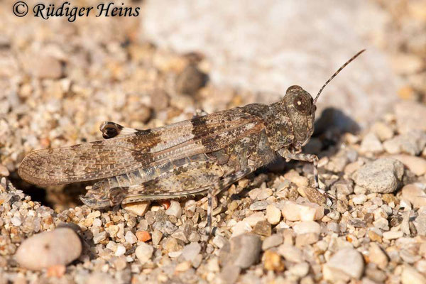 Sphingonotus caerulans (Blauflügelige Sandschrecke) Männchen
