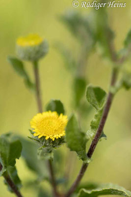 Kleines Flohkraut (Pulicaria vulgaris), 30.7.2024 - Makroobjektiv 100mm f/2.8