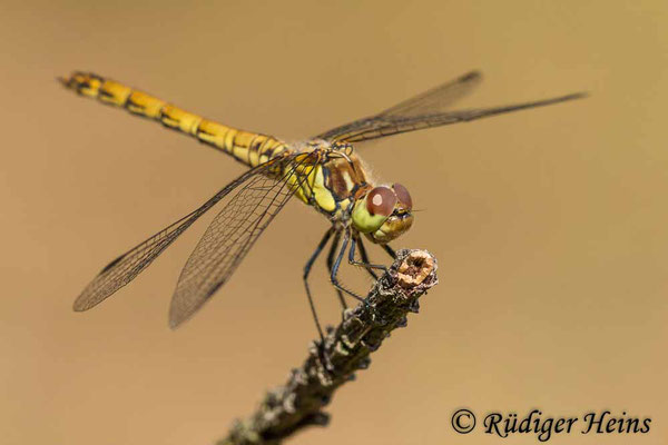 Sympetrum striolatum (Große Heidelibelle) junges Männchen, 21.7.2020