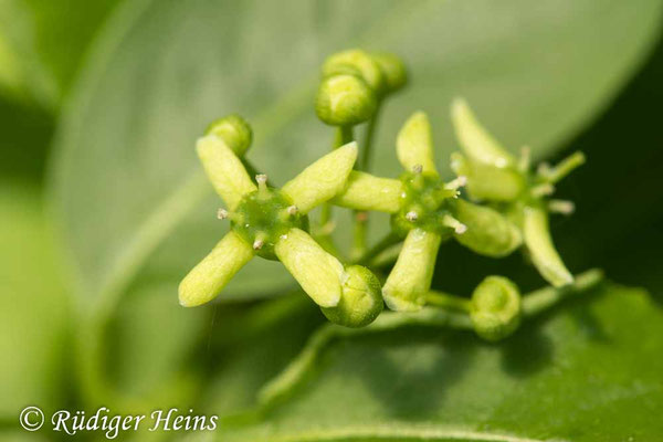 Euonymus europaeus (Europäisches Pfaffenhütchen)