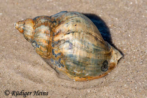 Buccinum undatum (Wellhornschnecke), 17.7.2008