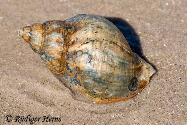 Buccinum undatum (Wellhornschnecke), 17.7.2008