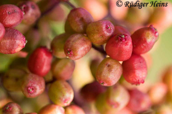 Sambucus racemosa (Roter Holunder), 20.6.2022