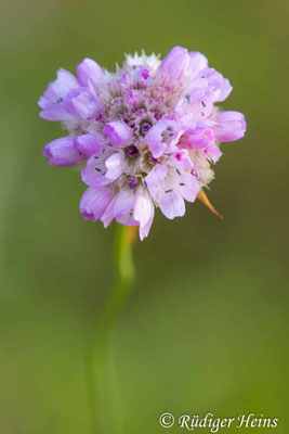 Armeria maritima (Strand-Grasnelke), 3.9.2025