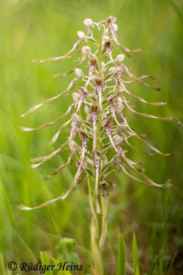 Himantoglossum hircinum (Bocks-Riemenzunge), 9.6.2016