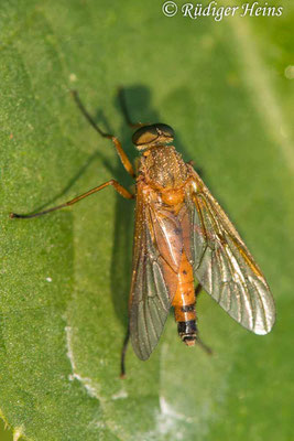 Rhagio tringarius (Goldgelbe Schnepfenfliege), 14.7.2023