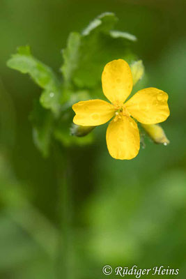 Chelidonium majus (Schöllkraut), 17.5.2021