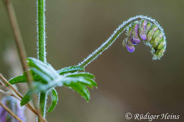 Vicia cracca (Vogel-Wicke)