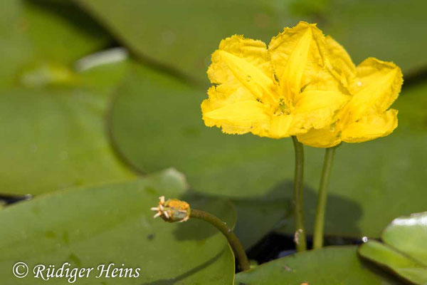 Nymphoides peltatum (Seekanne)