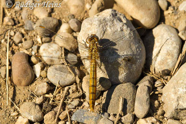 Orthetrum brunneum (Südlicher Blaupfeil) Weibchen, 20.6.2017