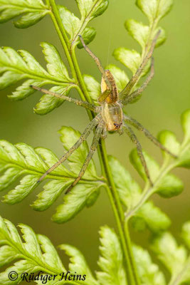 Dolomedes fimbriatus (Gerandete Jagdspinne)