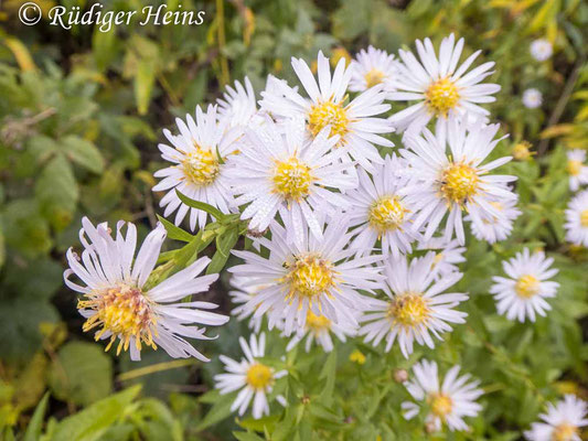 Aster novi-belgii (Glattblatt-Aster), 9.11.2020