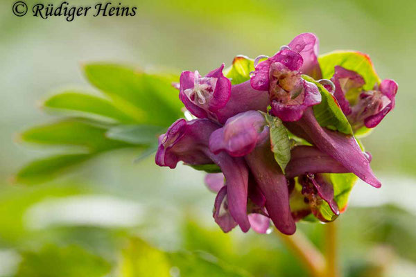 Corydalis intermedia (Mittlerer Lerchensporn), 2.4.2017