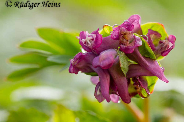 Corydalis intermedia, Mittlerer Lerchensporn