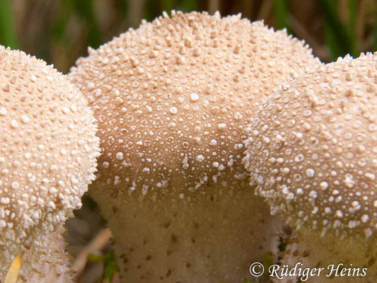 Lycoperdon perlatum (Flaschen-Stäubling), 18.10.2009