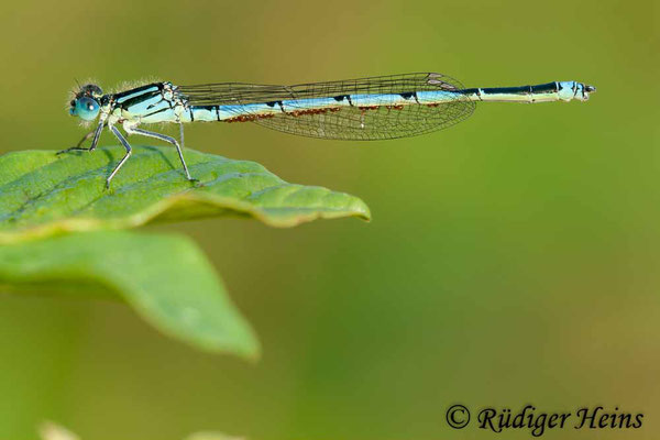 Erythromma lindenii (Pokaljungfer, Saphirauge) Männchen, 4.7.2009