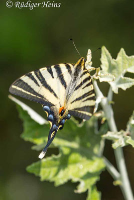 Iphiclides podalirius (Segelfalter), 21.6.2017