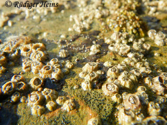 Semibalanus balanoides (Gemeine Seepocke)
