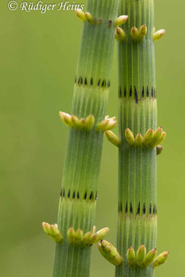 Equisetum fluviatile (Teich-Schachtelhalm), 27.5.2021