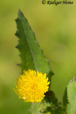 Sonchus asper (Raue Gänsedistel), 28.7.2019
