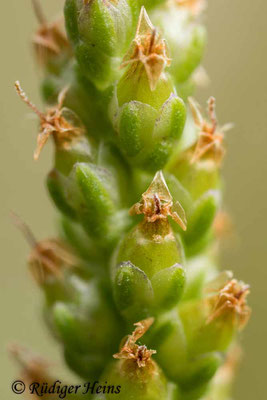 Plantago major (Breitwegerich), 31.7.2022