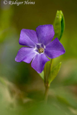 Vinca minor (Kleines Immergrün), 17.4.2016