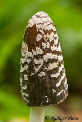 Coprinopsis picacea (Specht-Tintling), 4.10.2020