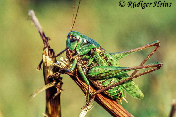 Decticus verrucivorus (Warzenbeißer) Männchen, 5.8.2003 (Scan vom Dia)