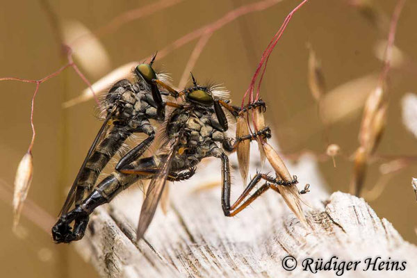 Neoitamus cyanurus (Gemeiner Strauchdieb) Paarung