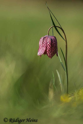 Fritillaria meleagris (Schachblume), 28.4.2021