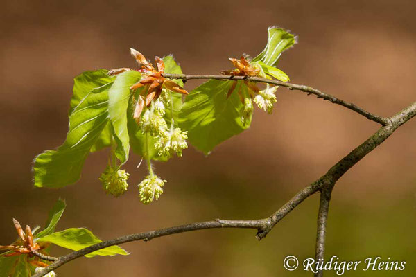Fagus sylvatica (Rotbuche), 22.4.2019