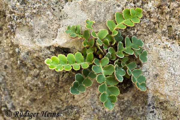 Asplenium ceterach (Milzfarn), 30.6.2016