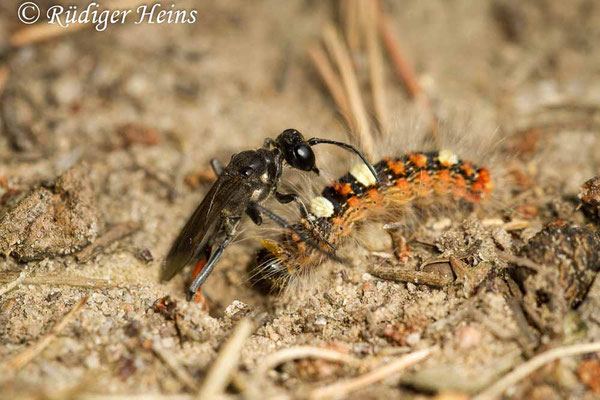 Ammophila sabulosa (Gemeine Sandwespe), 29.7.2016