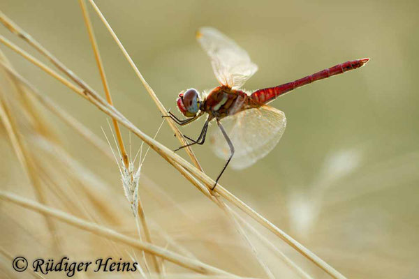 Sympetrum fonscolombii (Frühe Heidelibelle) Männchen, 23.9.2016