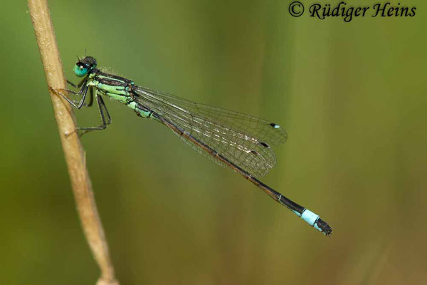 Ischnura genei (Insel-Pechlibelle) Männchen, 21.6.2018