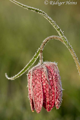 Fritillaria meleagris (Schachblume), 1.5.2013