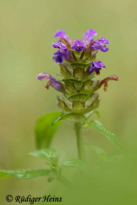 Prunella vulgaris (Gemeine Braunelle), 20.10.2021