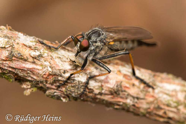 Neoitamus cyanurus (Gemeiner Strauchdieb) Weibchen, 3.7.2020
